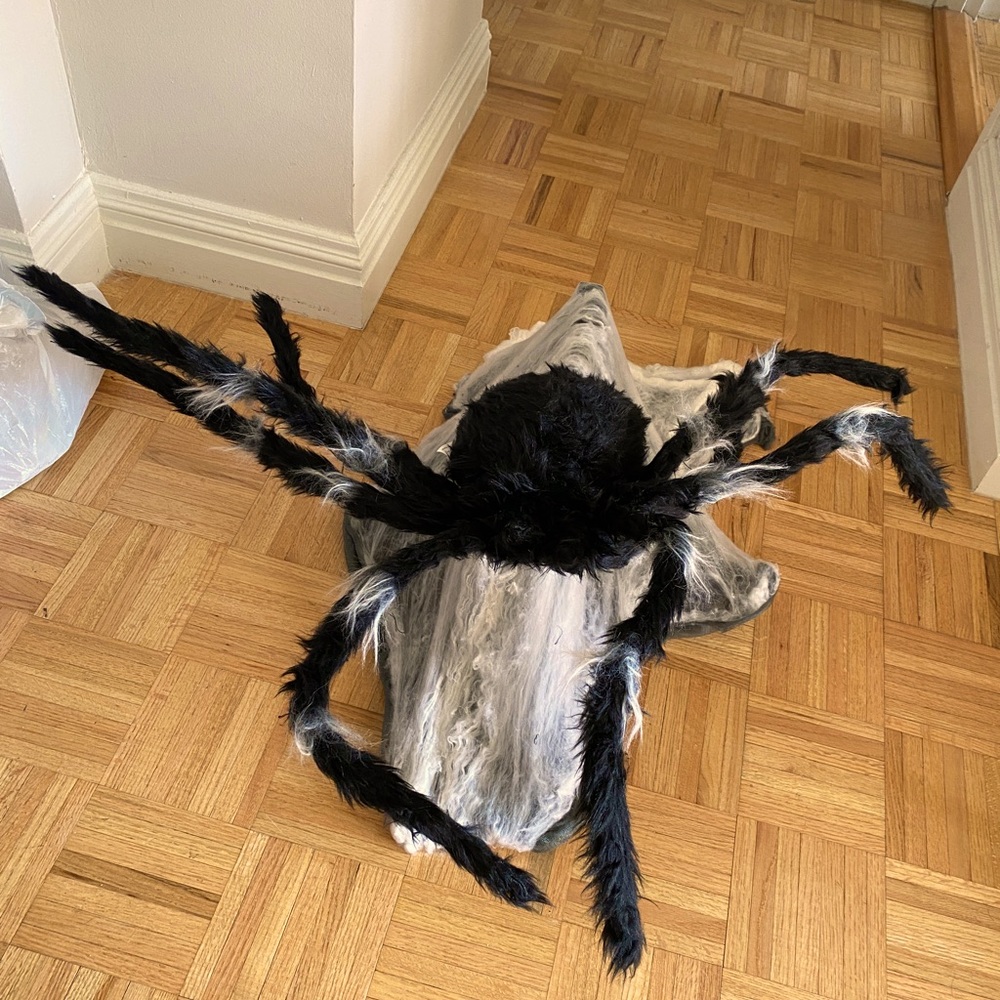Black Jumping Spider